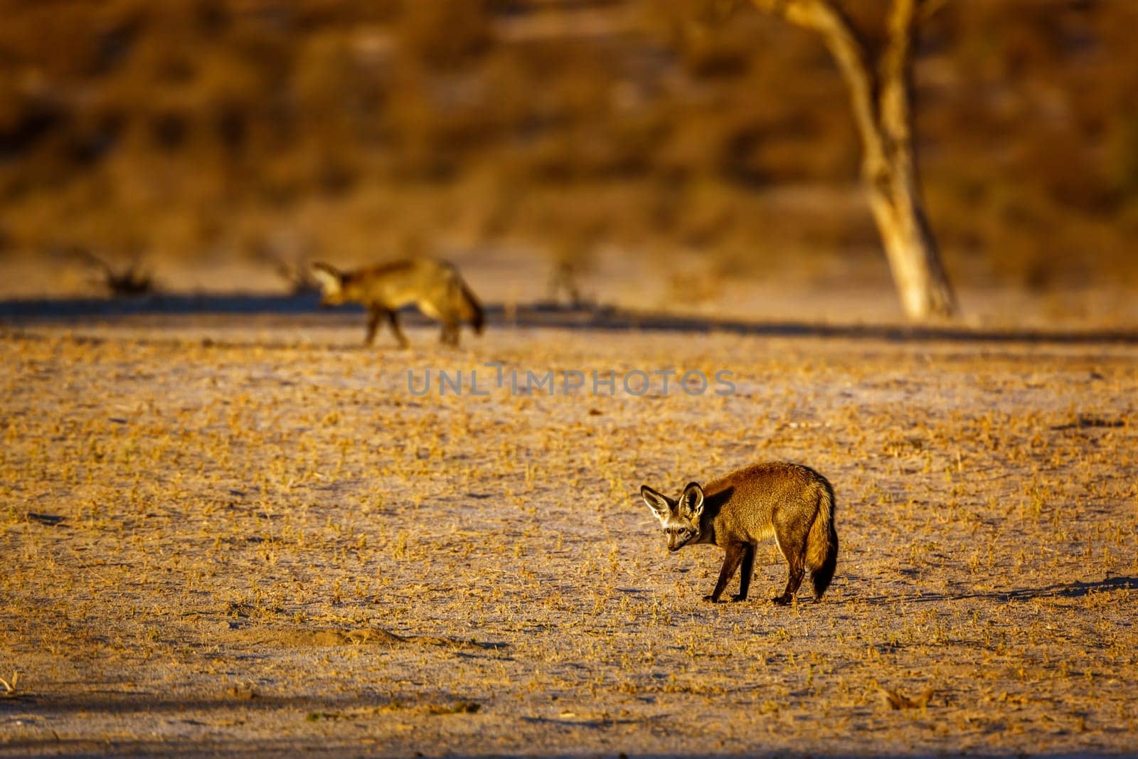 Bat eared fox in Kglalagadi transfrontier park, South Africa by PACOCOMO