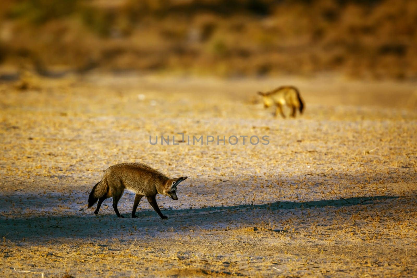 Two Bat-eared fox standing front view in dry land in Kgalagadi transfrontier park, South Africa; specie Otocyon megalotis family of Canidae 