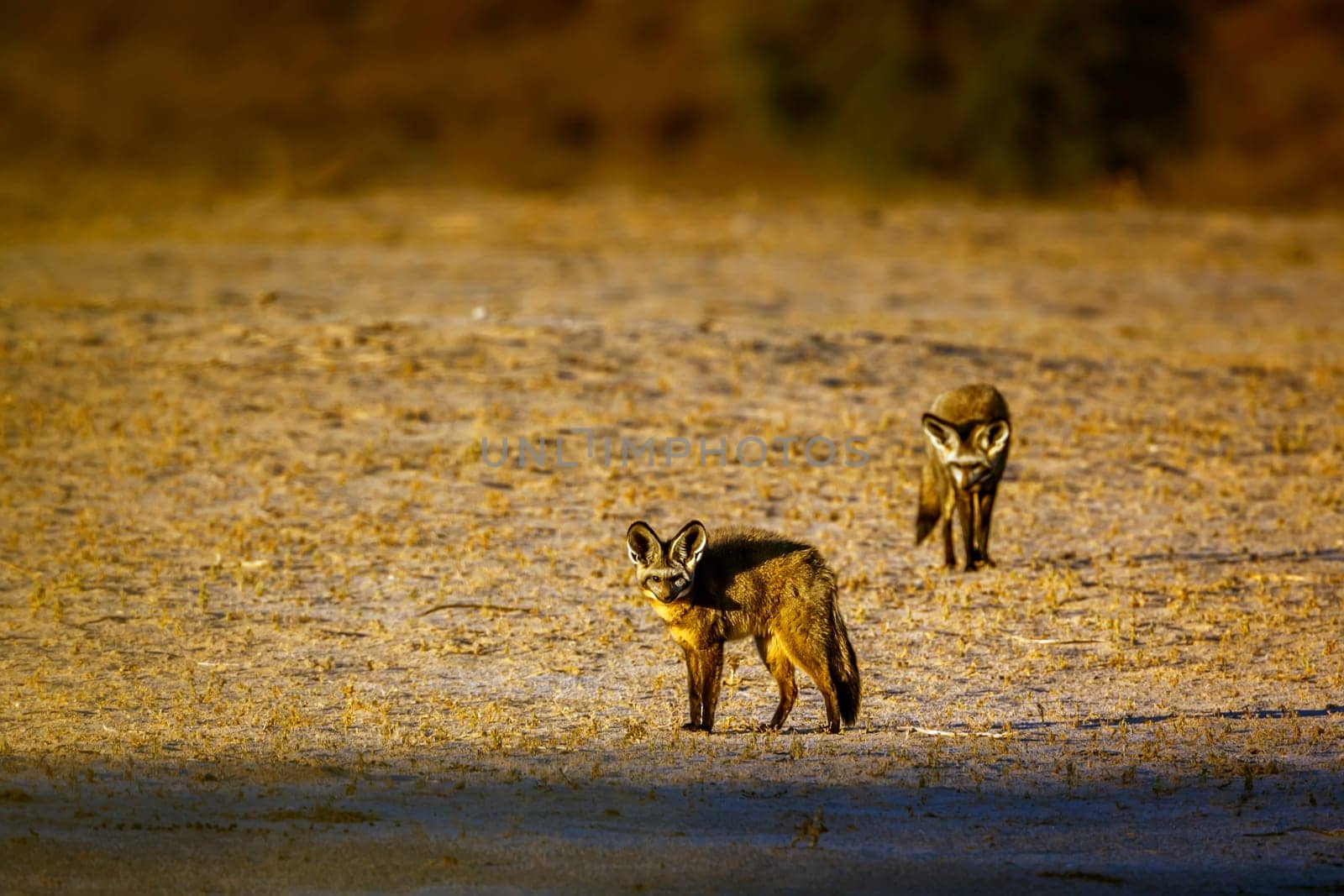 Two Bat-eared fox standing front view in dry land in Kgalagadi transfrontier park, South Africa; specie Otocyon megalotis family of Canidae 