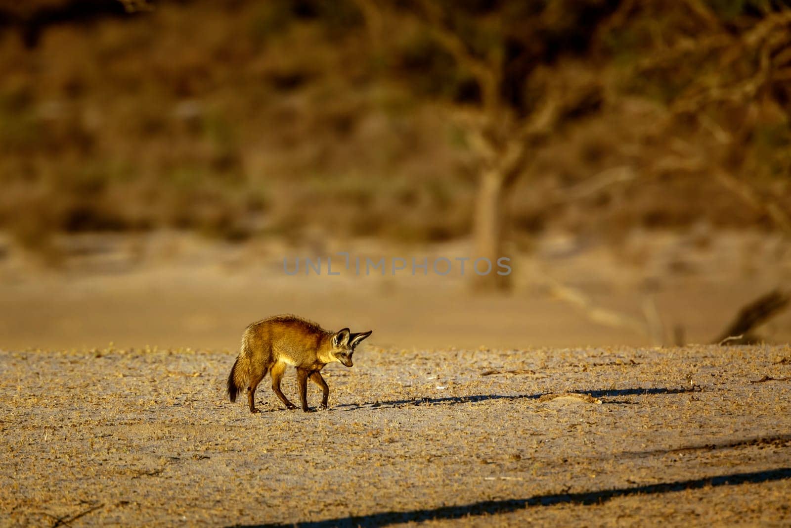 Bat-eared fox standing front view in dry land in Kgalagadi transfrontier park, South Africa; specie Otocyon megalotis family of Canidae 