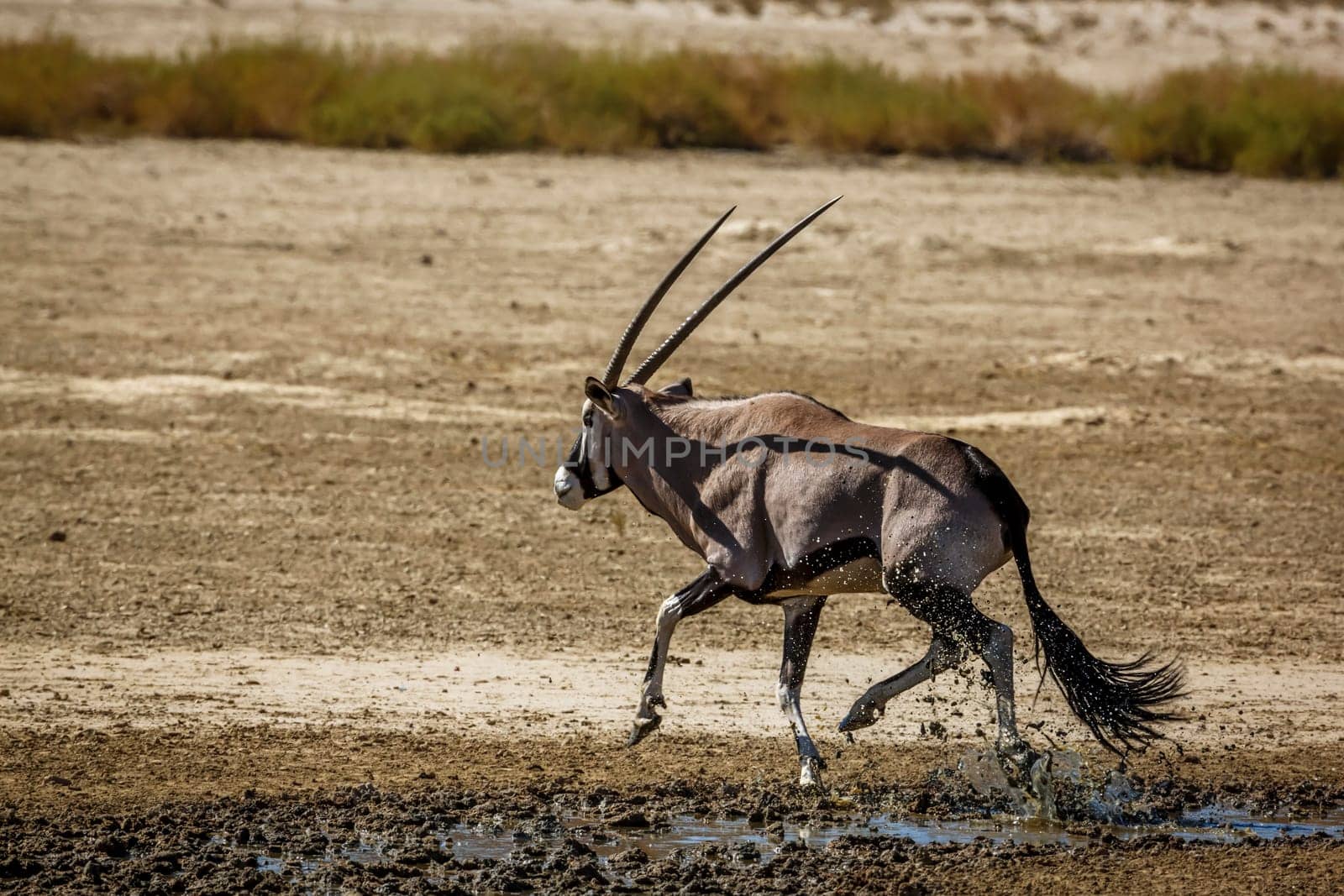 South African Oryx jump out of waterhole in Kgalagadi transfrontier park, South Africa; specie Oryx gazella family of Bovidae