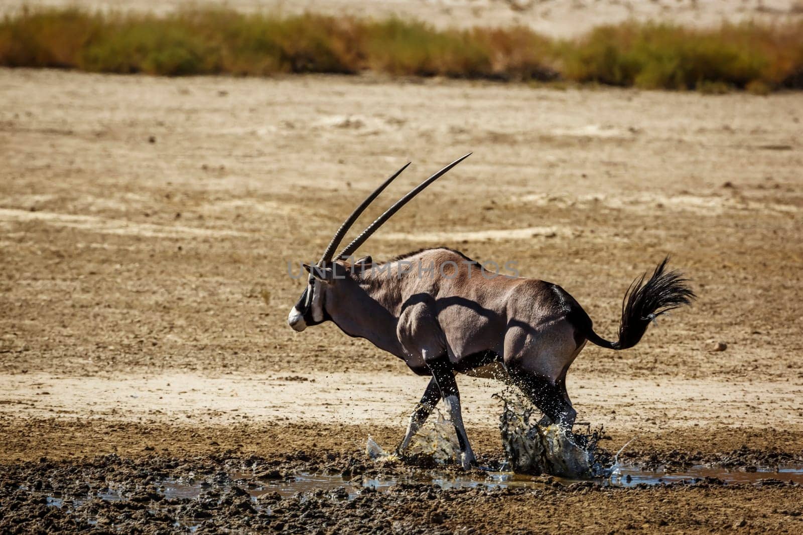 South african oryx by PACOCOMO