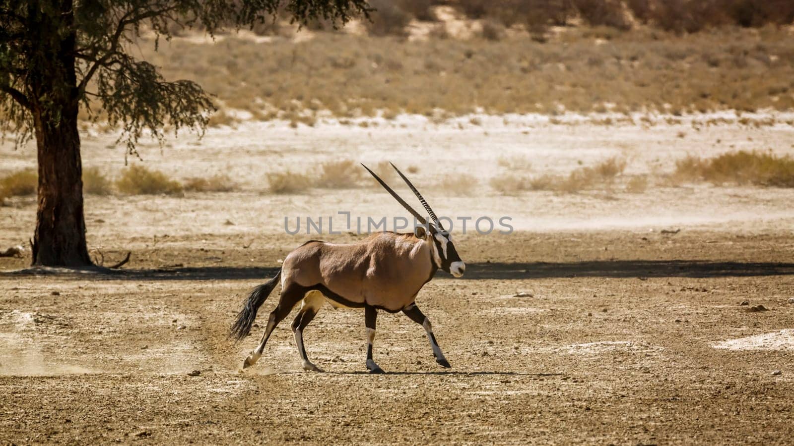 South african oryx by PACOCOMO