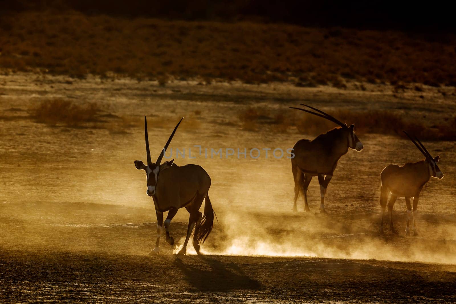 South african oryx by PACOCOMO