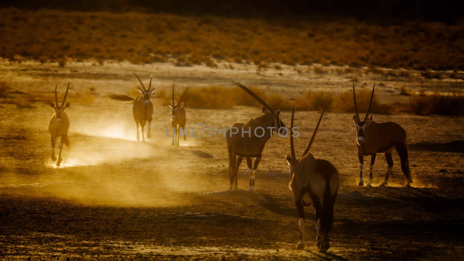 Group of South African Oryx running in sand dust at dawn in Kgalagadi transfrontier park, South Africa; specie Oryx gazella family of Bovidae