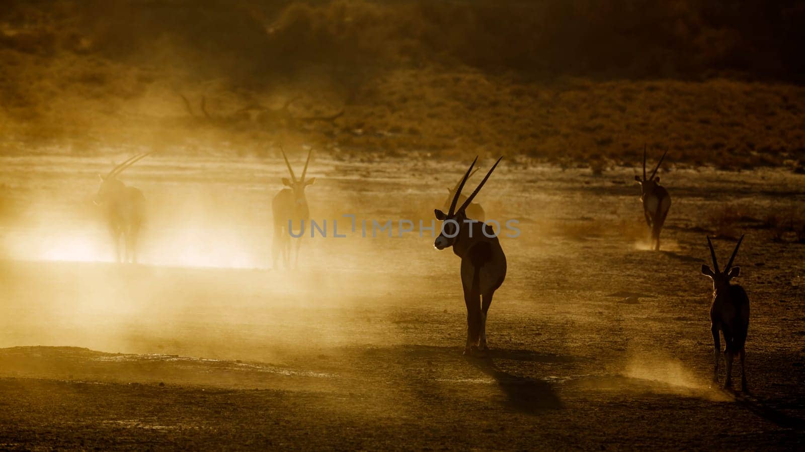 South african oryx by PACOCOMO