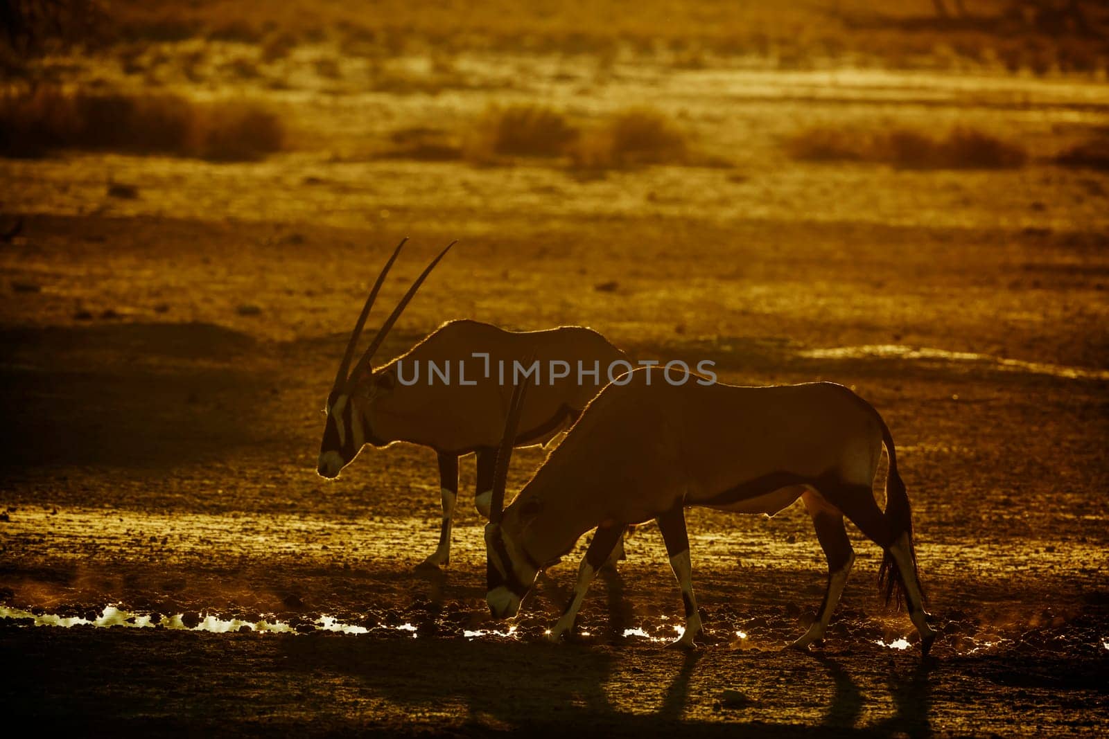 Two South African Oryx at waterhole at dusk in Kgalagadi transfrontier park, South Africa; specie Oryx gazella family of Bovidae