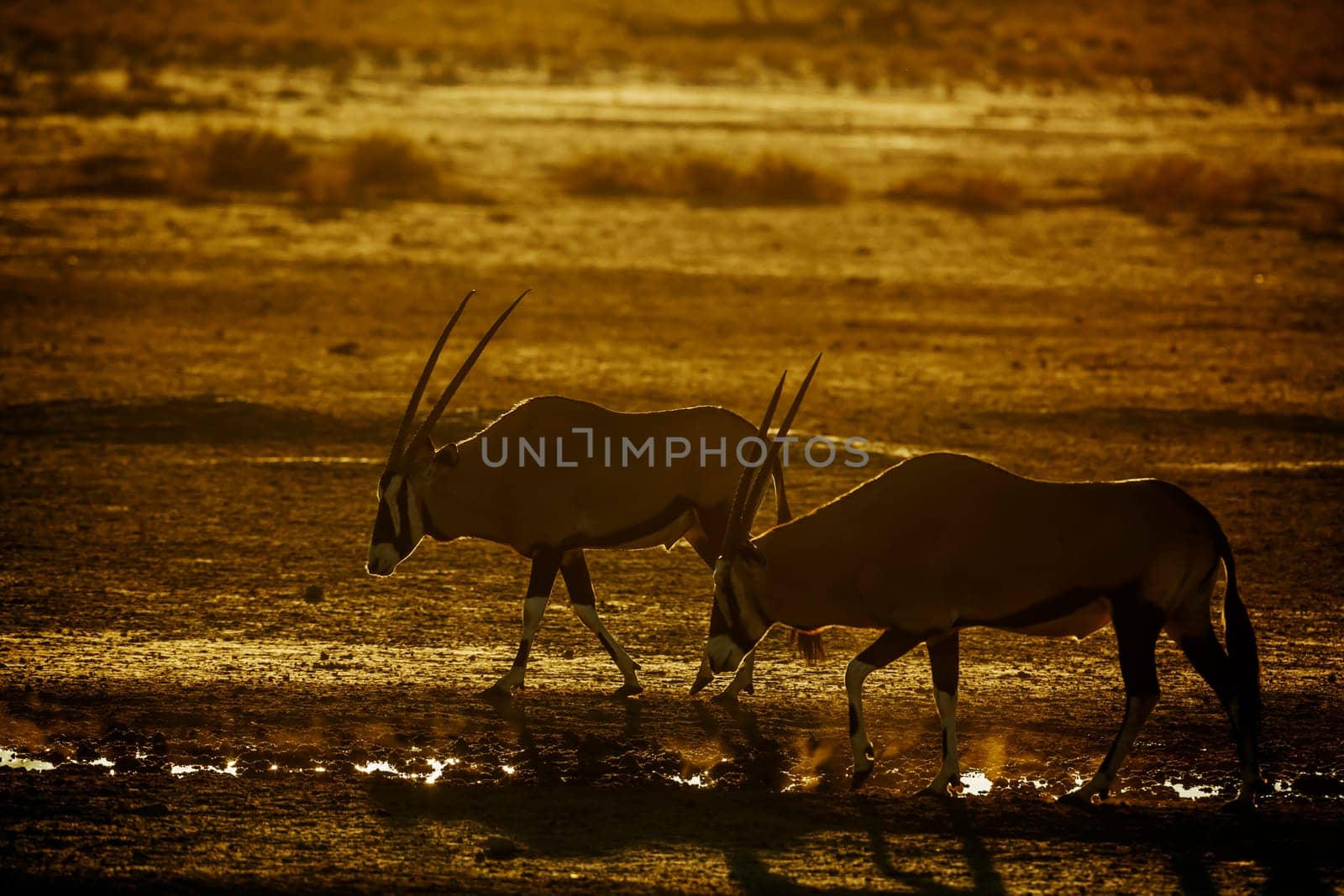 Two South African Oryx at waterhole at dusk in Kgalagadi transfrontier park, South Africa; specie Oryx gazella family of Bovidae