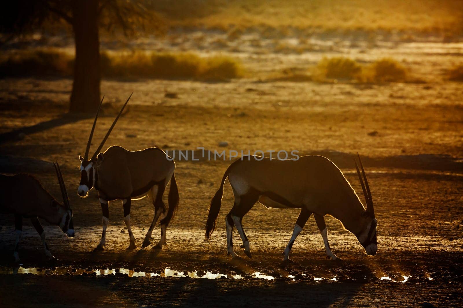 Two South African Oryx at waterhole at dusk in Kgalagadi transfrontier park, South Africa; specie Oryx gazella family of Bovidae