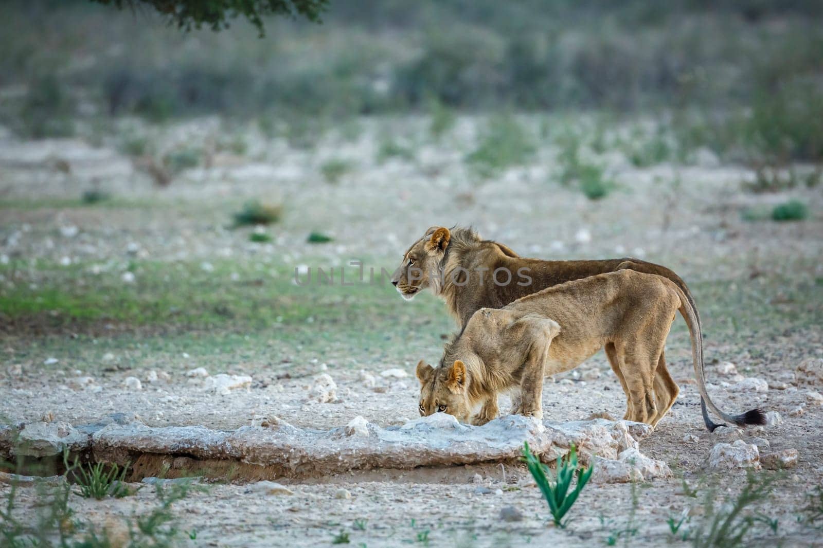 Two young African lions drinking at waterhole in Kgalagadi transfrontier park, South Africa; Specie panthera leo family of felidae