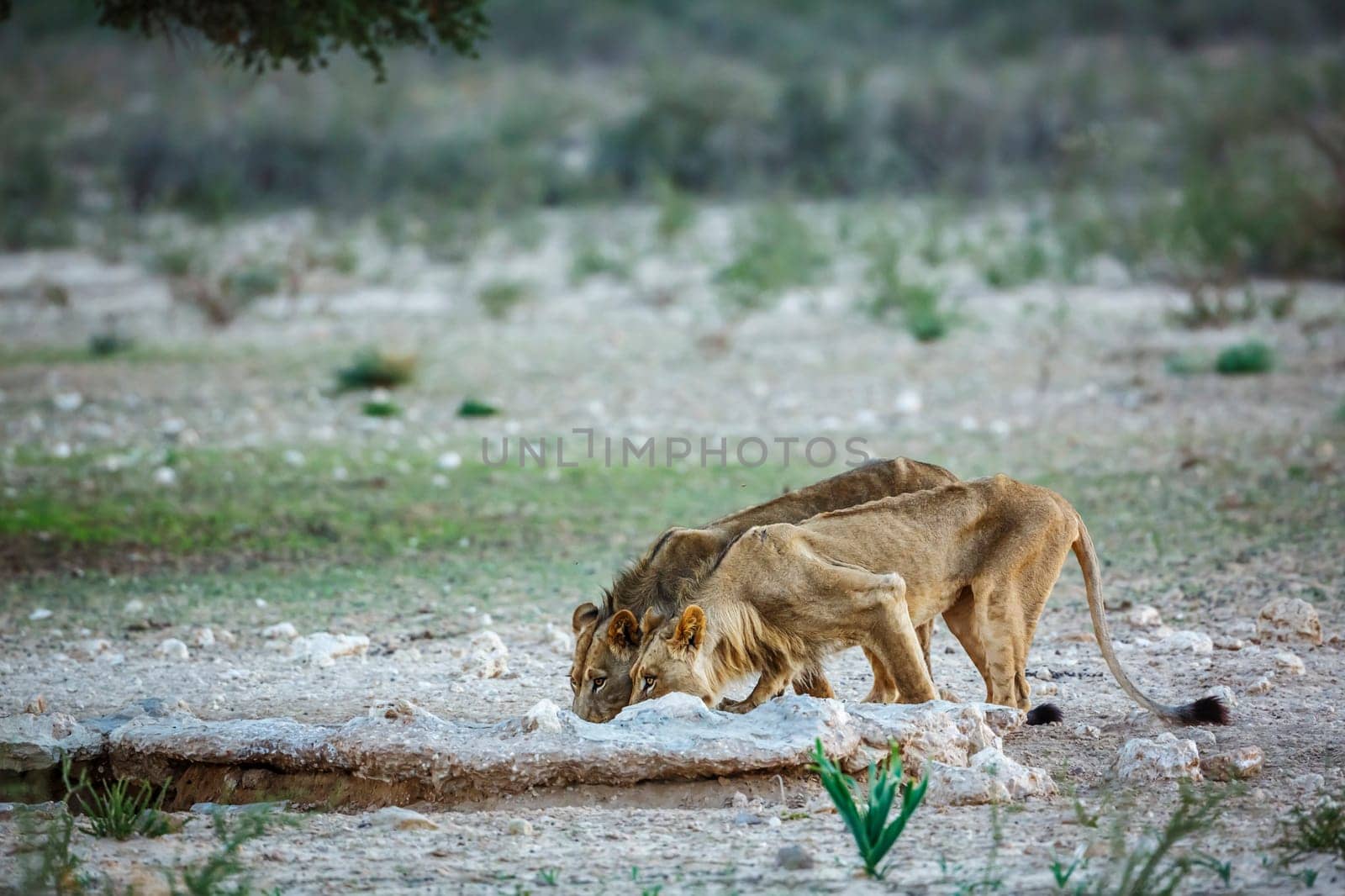 Two young African lions drinking at waterhole in Kgalagadi transfrontier park, South Africa; Specie panthera leo family of felidae