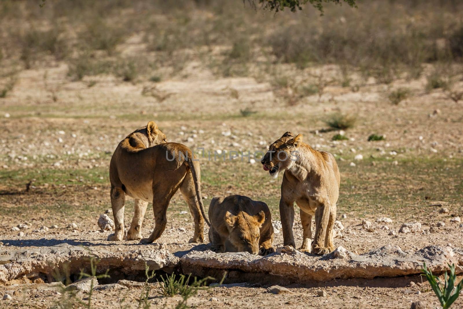 Lion in Kgalagadi transfrontier park, South Africa by PACOCOMO