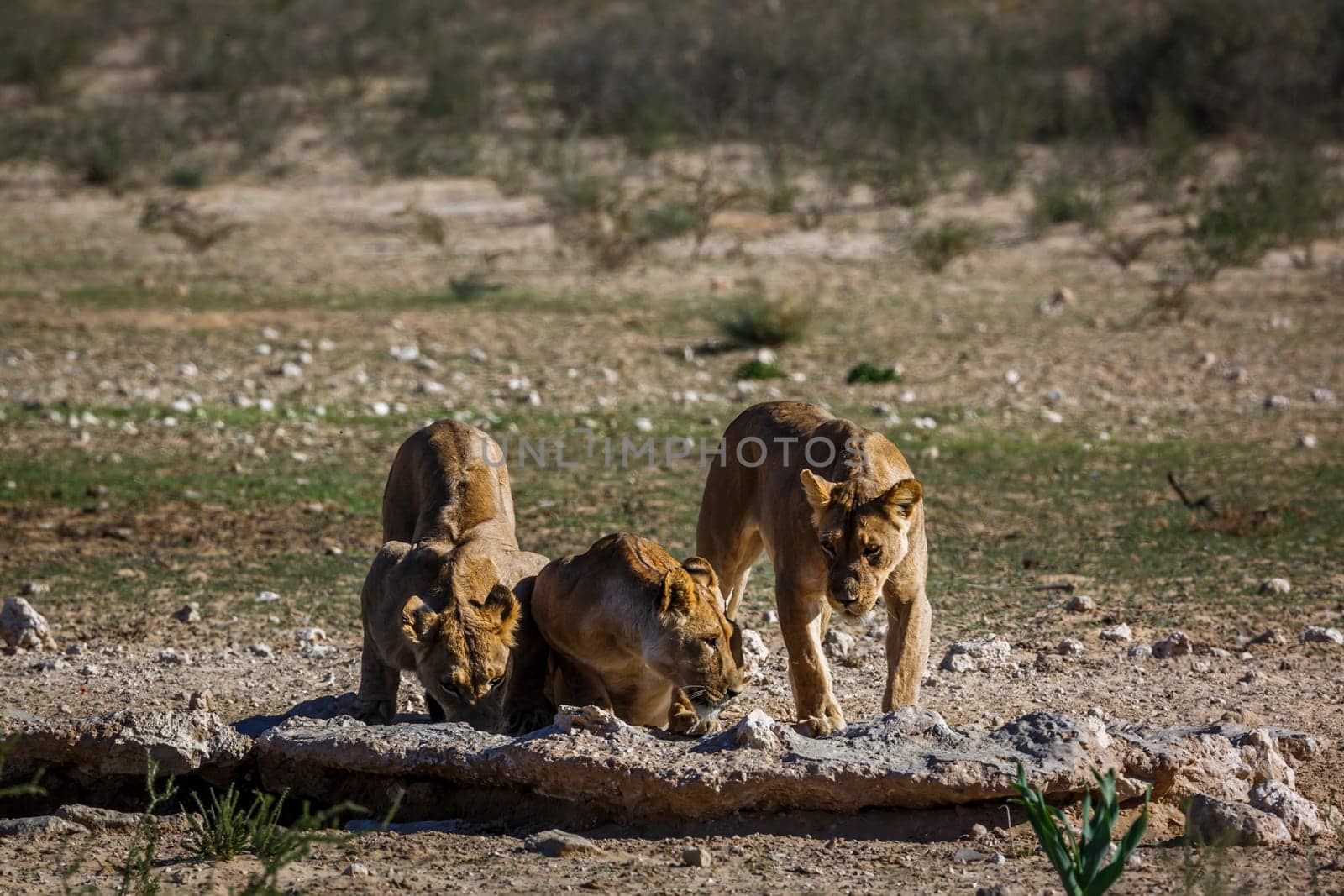 Three African lions drinking at waterhole in Kgalagadi transfrontier park, South Africa; Specie panthera leo family of felidae