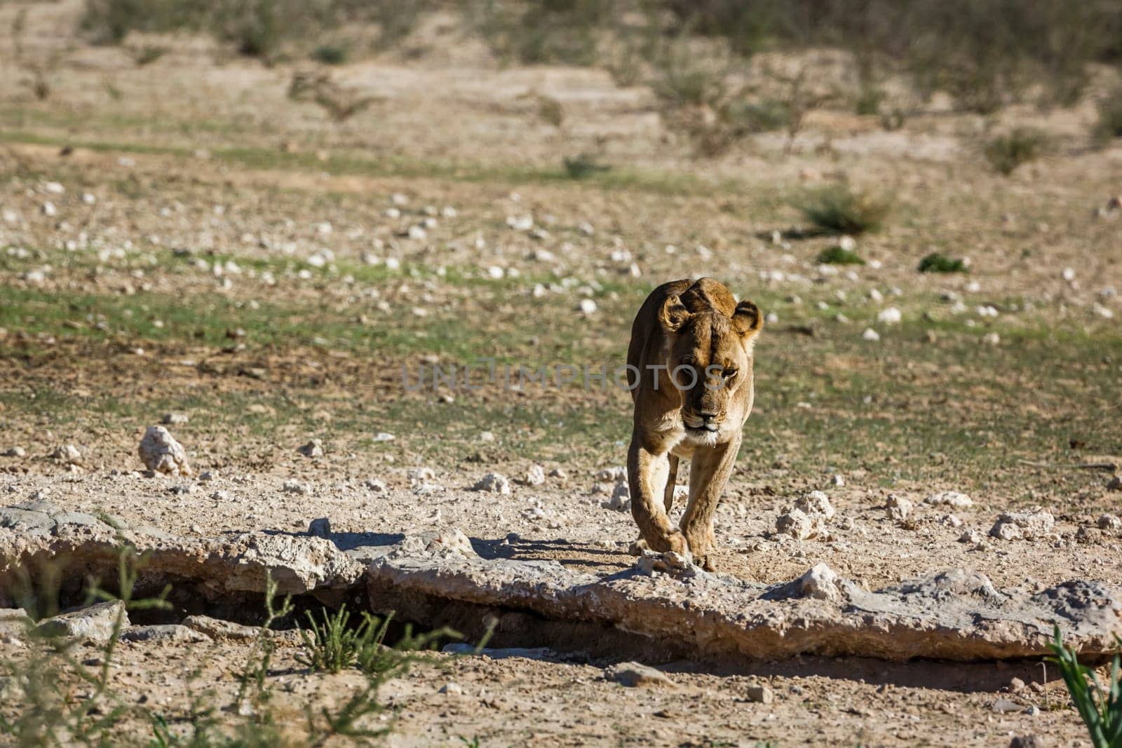 African lioness walking front view to waterhole in Kgalagadi transfrontier park, South Africa; Specie panthera leo family of felidae