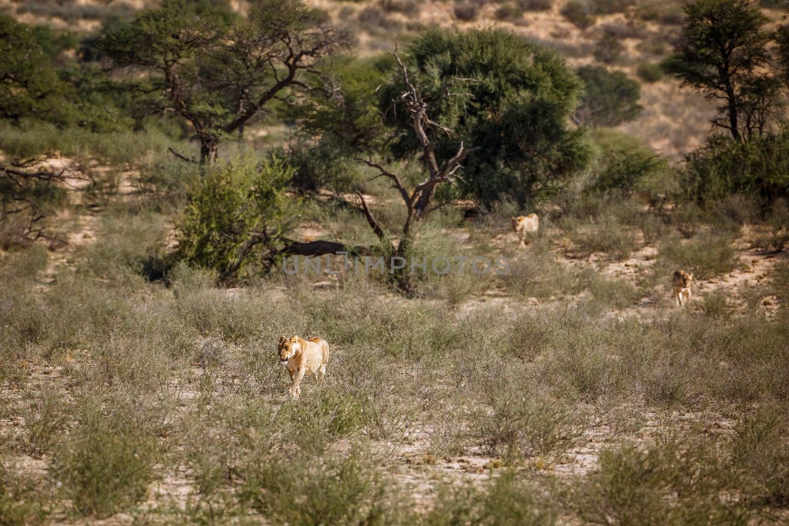 Three African lions walking in savannah in Kgalagadi transfrontier park, South Africa; Specie panthera leo family of felidae