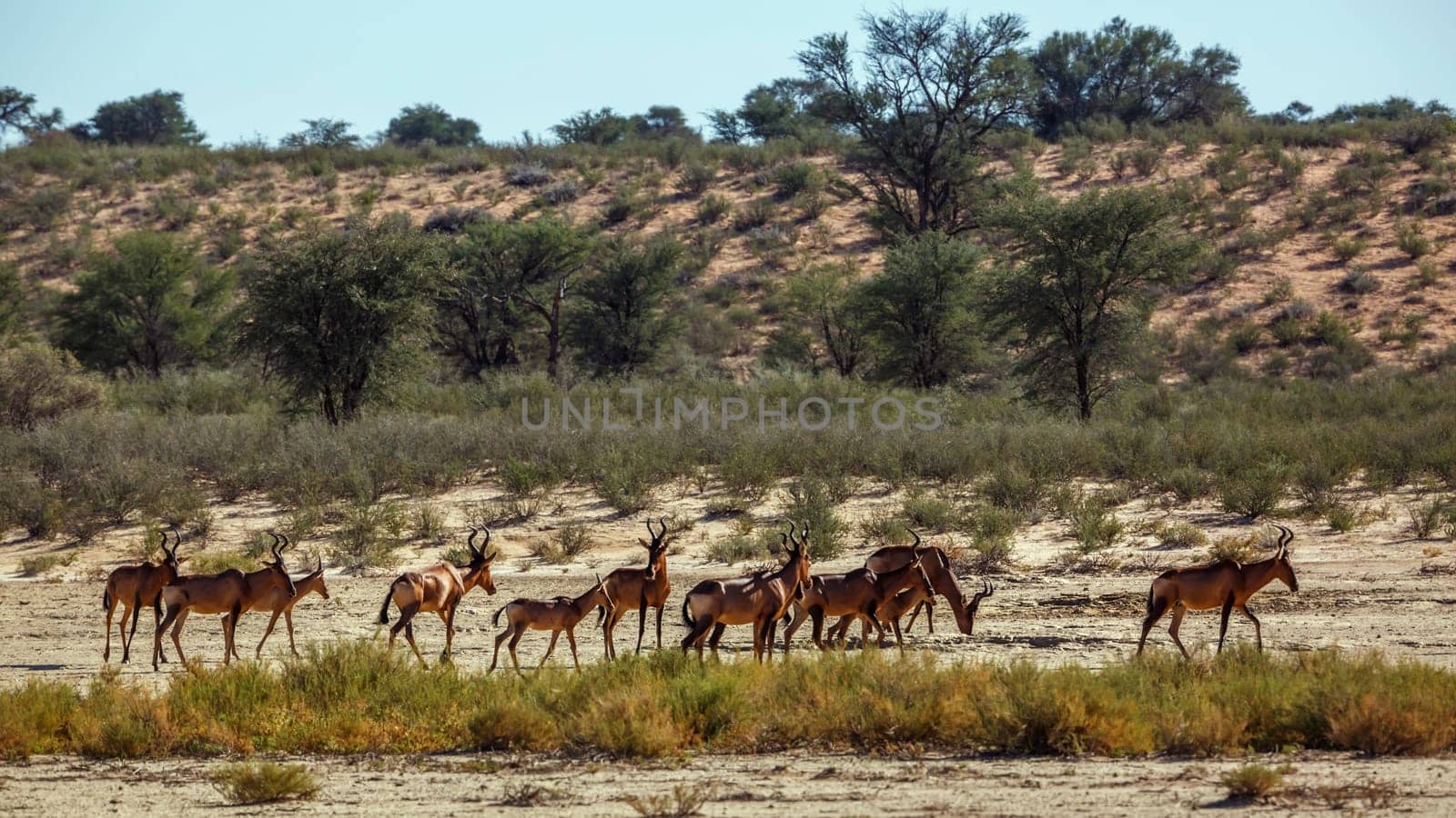 Red hartebeest in Kglalagadi transfrontier park, South Africa by PACOCOMO