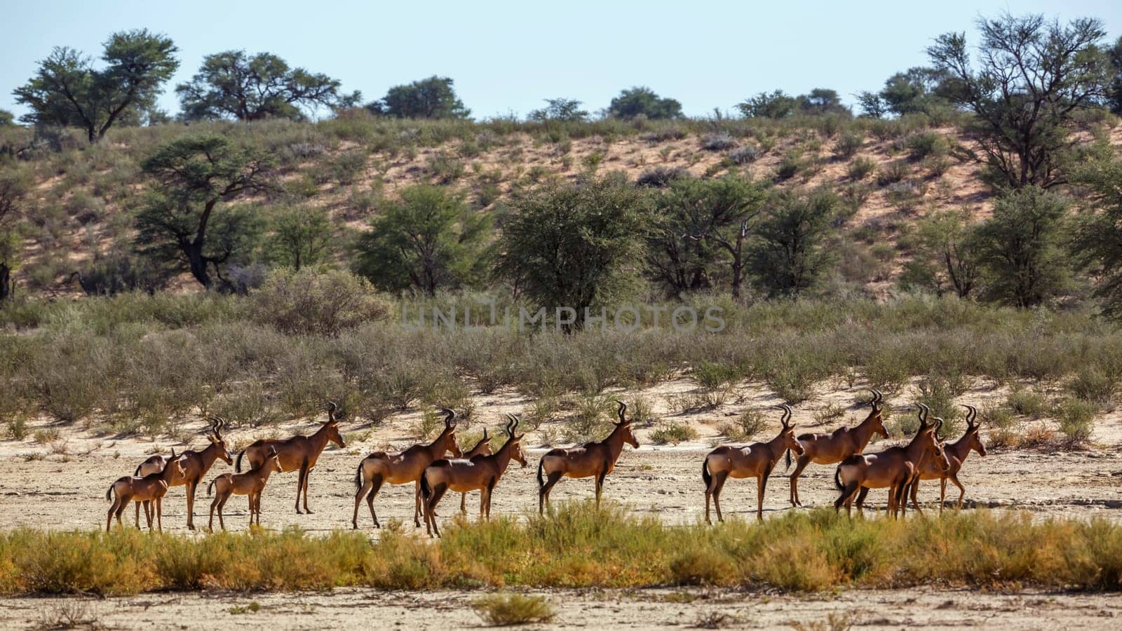 Small group of Hartebeest in dry land scenery in Kgalagadi transfrontier park, South Africa; specie Alcelaphus buselaphus family of Bovidae