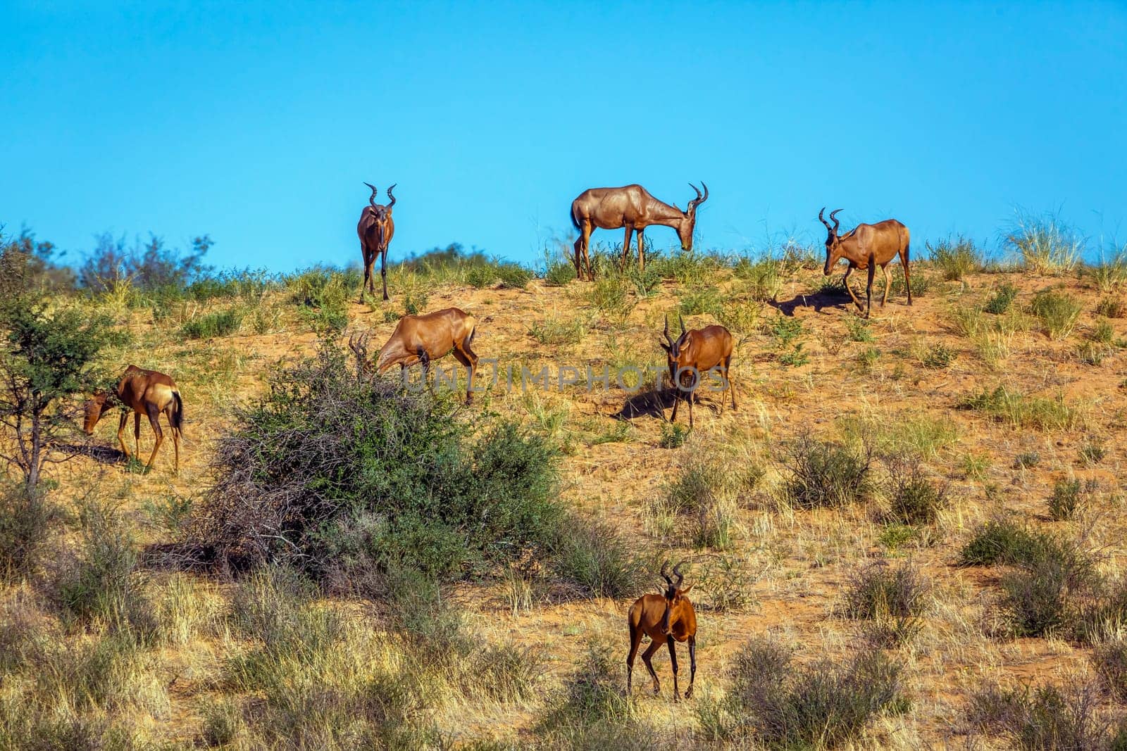 Red hartebeest in Kglalagadi transfrontier park, South Africa by PACOCOMO