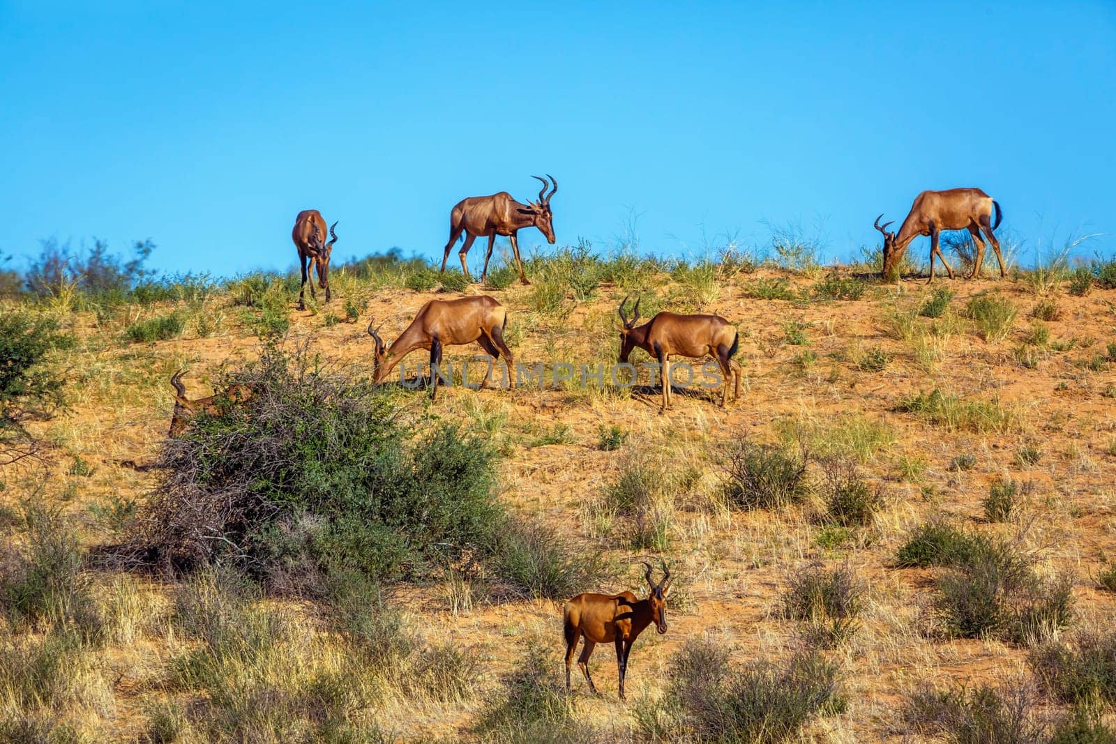 Small group of Hartebeest grazing in sand dune in Kgalagadi transfrontier park, South Africa; specie Alcelaphus buselaphus family of Bovidae