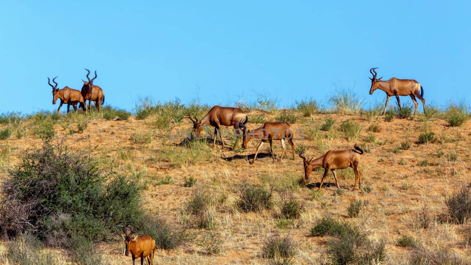 Small group of Hartebeest grazing in sand dune in Kgalagadi transfrontier park, South Africa; specie Alcelaphus buselaphus family of Bovidae