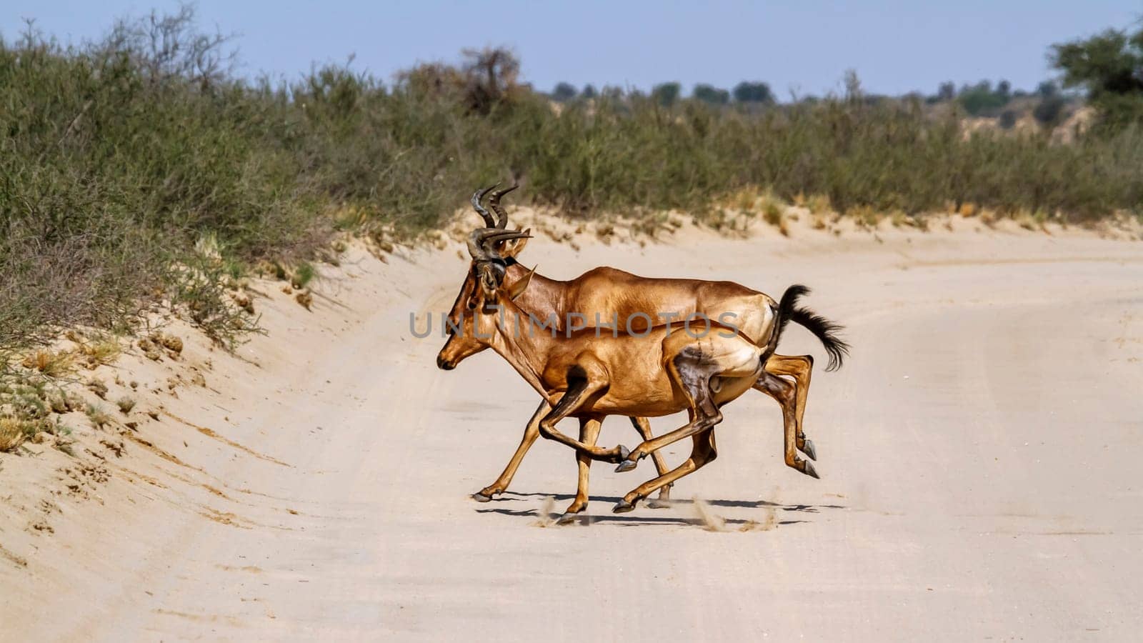 Two Hartebeest crossing safari road running in Kgalagadi transfrontier park, South Africa; specie Alcelaphus buselaphus family of Bovidae