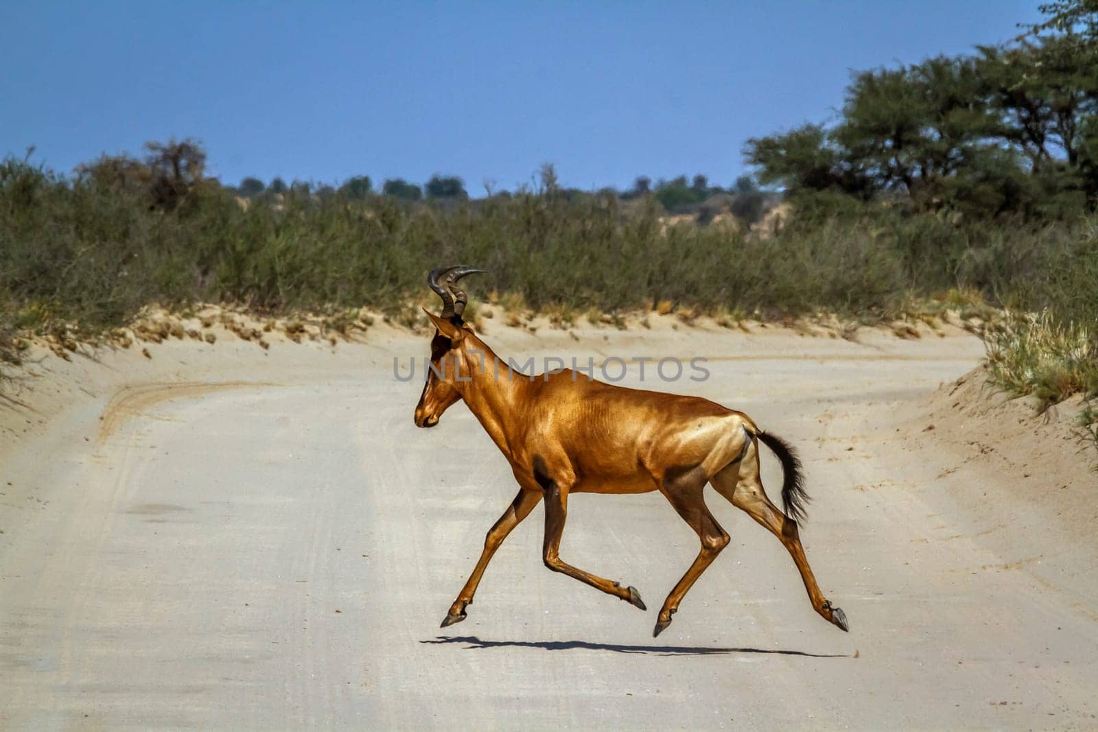 Hartebeest crossing safari road running in Kgalagadi transfrontier park, South Africa; specie Alcelaphus buselaphus family of Bovidae