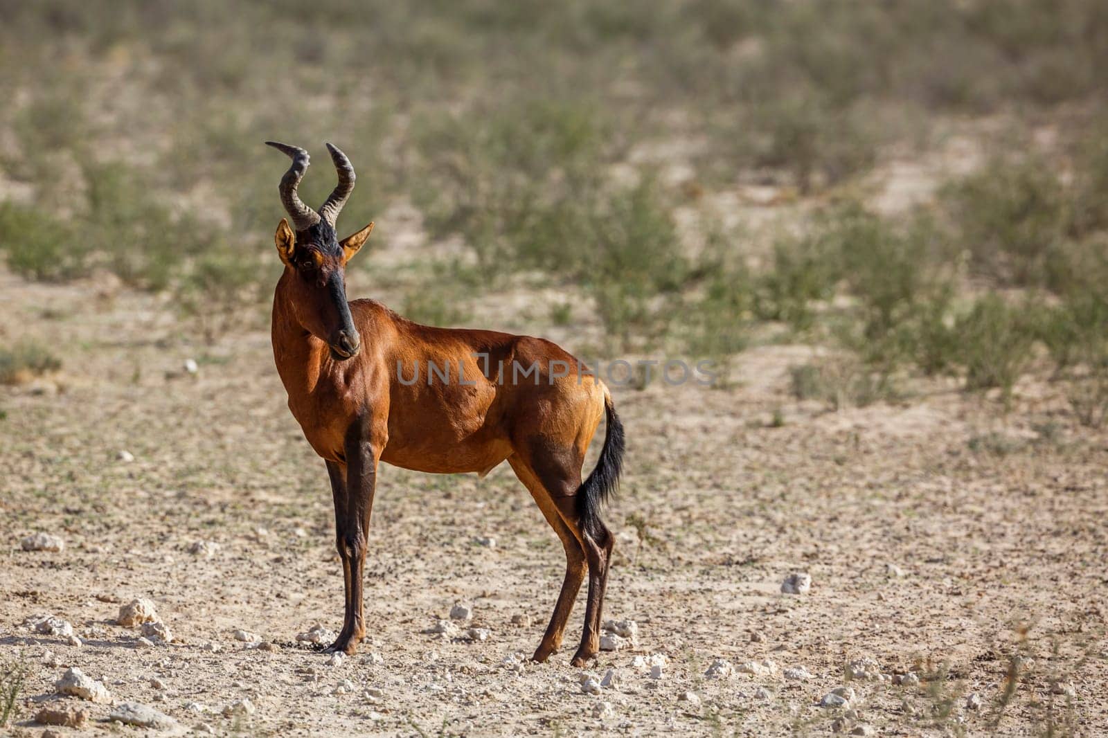 Hartebeest standing in dry land in Kgalagadi transfrontier park, South Africa; specie Alcelaphus buselaphus family of Bovidae