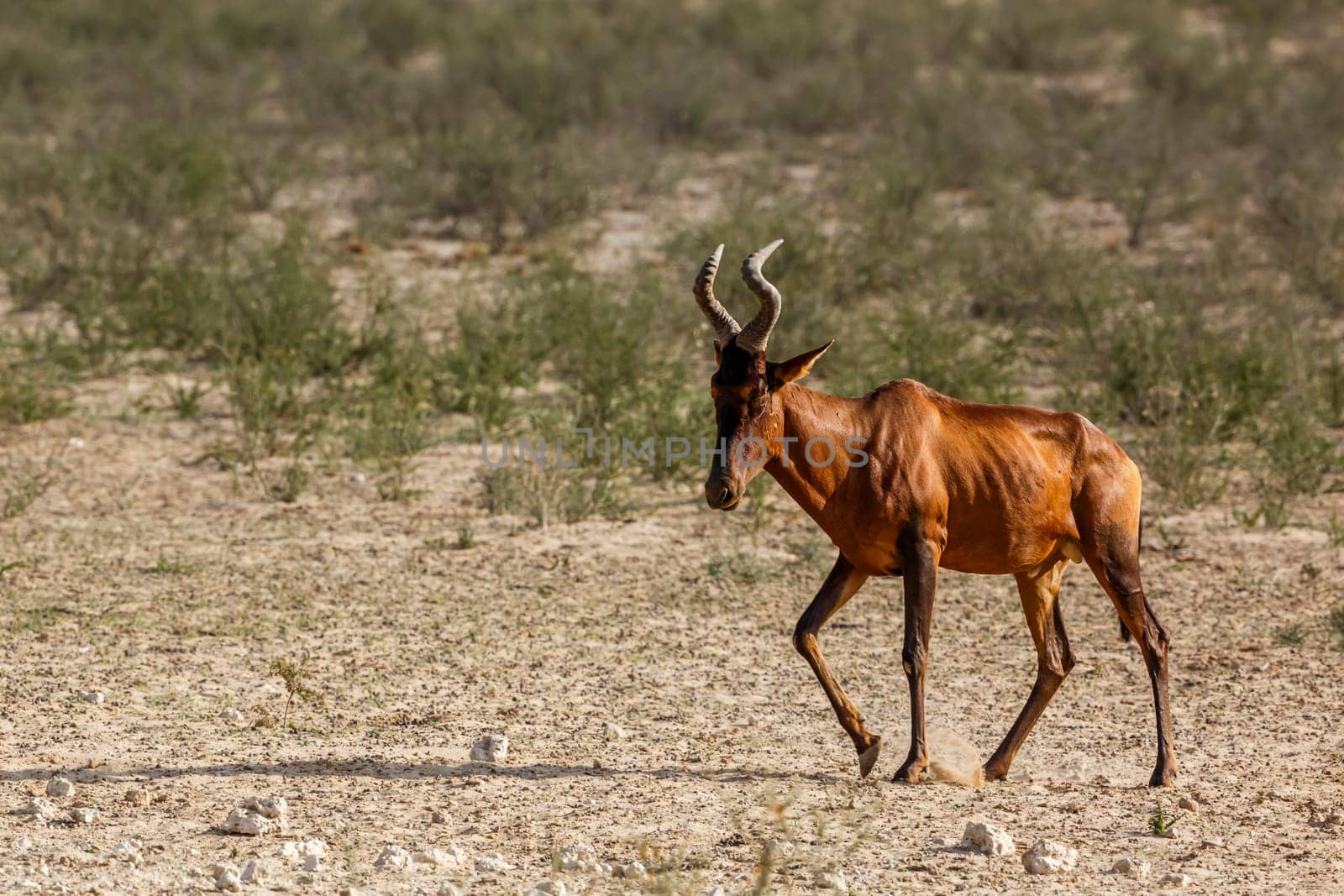 Hartebeest walking in dry land in Kgalagadi transfrontier park, South Africa; specie Alcelaphus buselaphus family of Bovidae