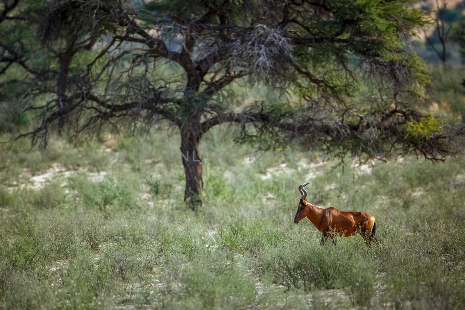 Hartebeest walking in green savannah with nice tree in Kgalagadi transfrontier park, South Africa; specie Alcelaphus buselaphus family of Bovidae