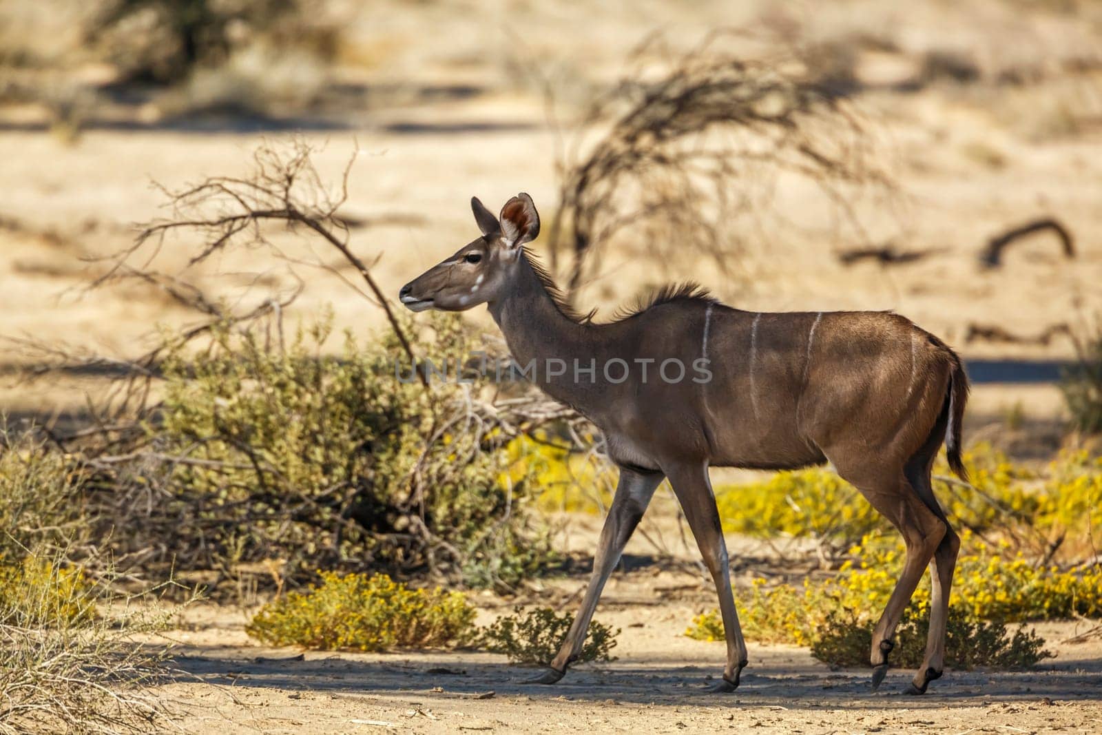 Greater kudu female walking in dry land in Kgalagadi transfrontier park, South Africa ; Specie Tragelaphus strepsiceros family of Bovidae