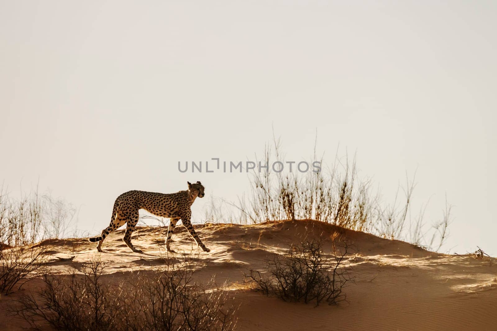 Cheetah walking in sand dune isolated in sky in Kgalagadi transfrontier park, South Africa ; Specie Acinonyx jubatus family of Felidae