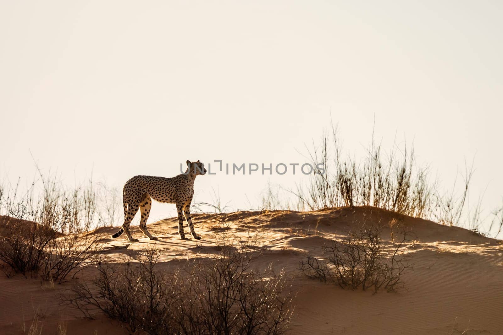 Cheetah walking in sand dune at dawn in Kgalagadi transfrontier park, South Africa ; Specie Acinonyx jubatus family of Felidae