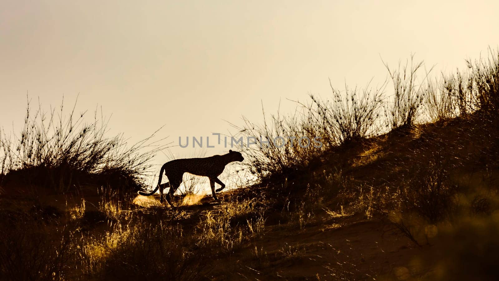 Cheetah walking in sand dune at dawn in Kgalagadi transfrontier park, South Africa ; Specie Acinonyx jubatus family of Felidae