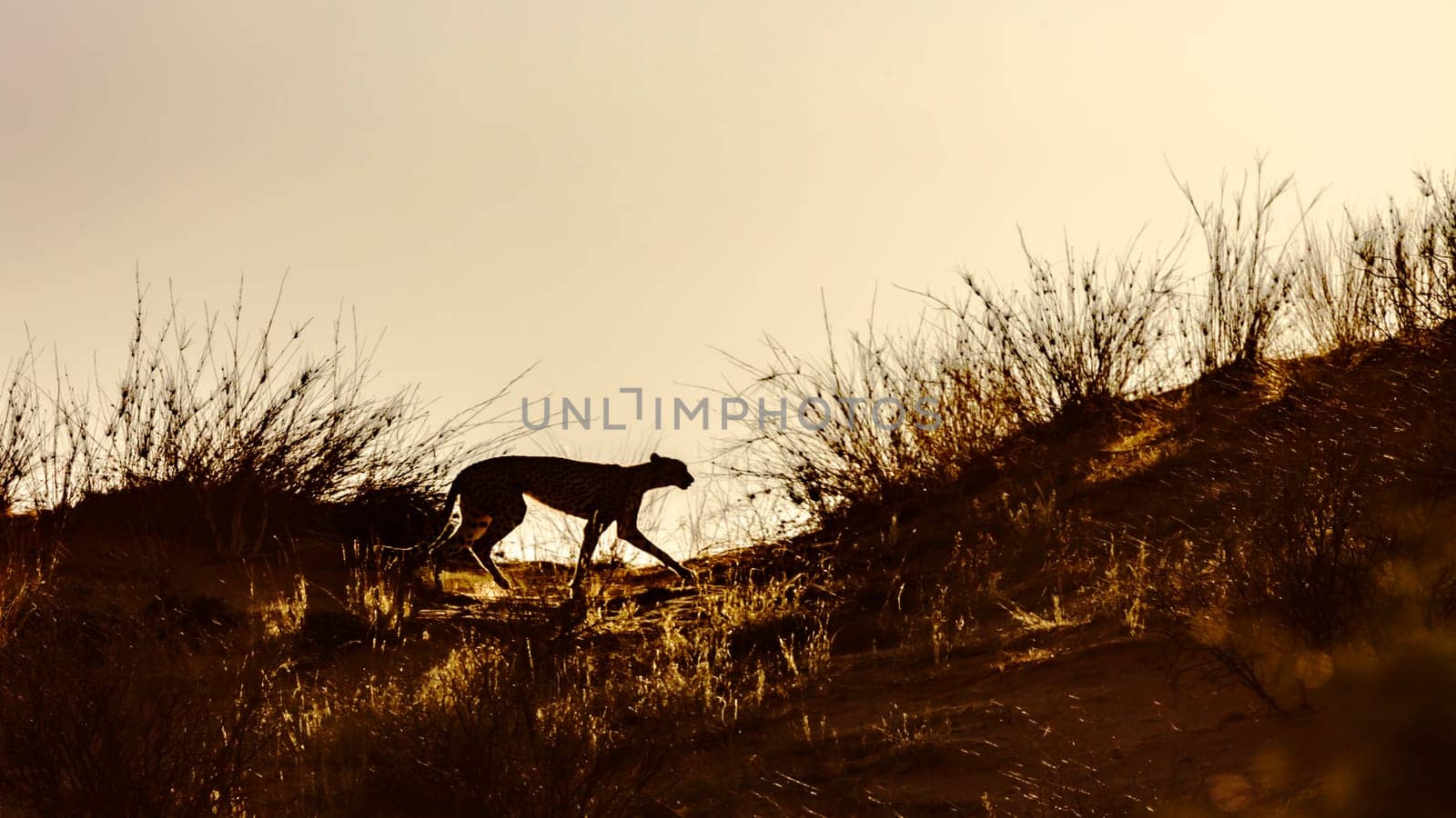 Cheetah walking in sand dune at dawn in Kgalagadi transfrontier park, South Africa ; Specie Acinonyx jubatus family of Felidae