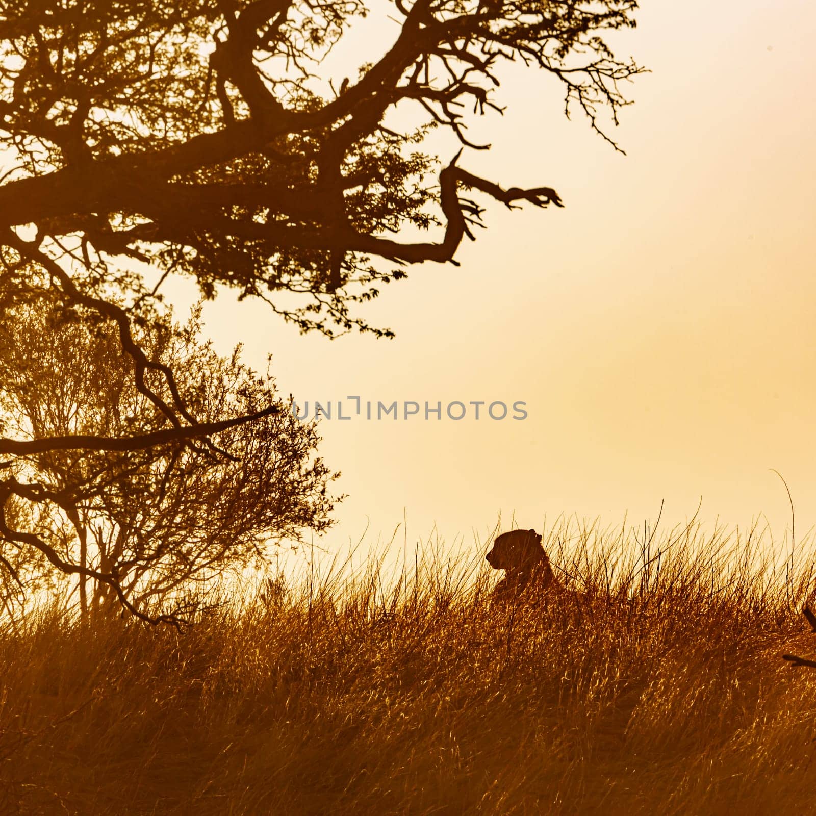 Cheetah in the grass at dawn in Kgalagadi transfrontier park, South Africa ; Specie Acinonyx jubatus family of Felidae