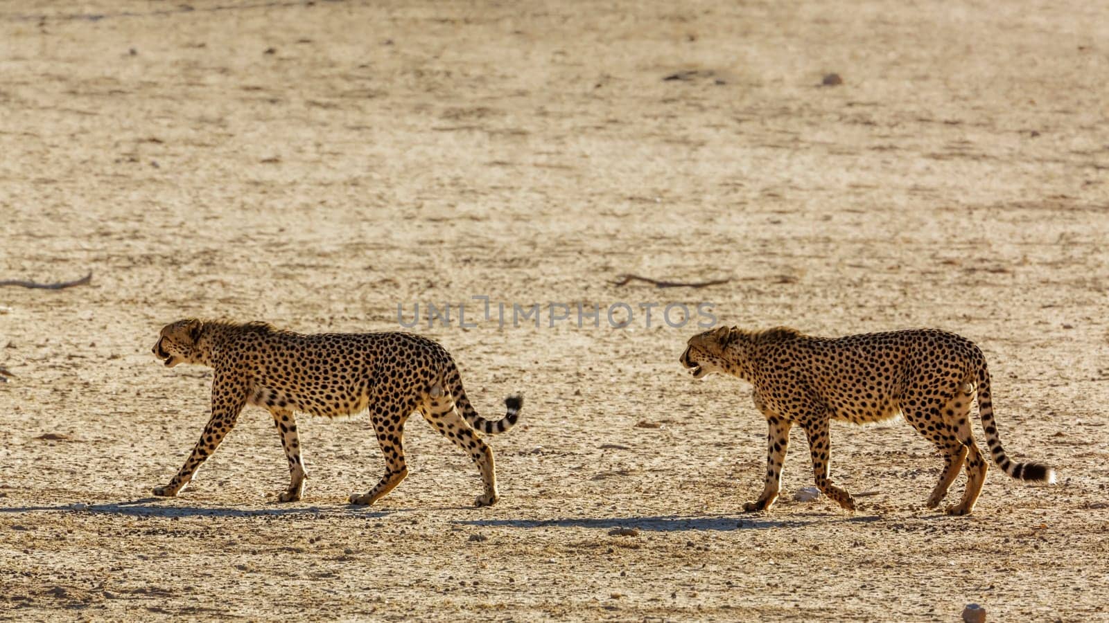 Lion in Kgalagadi transfrontier park, South Africa by PACOCOMO