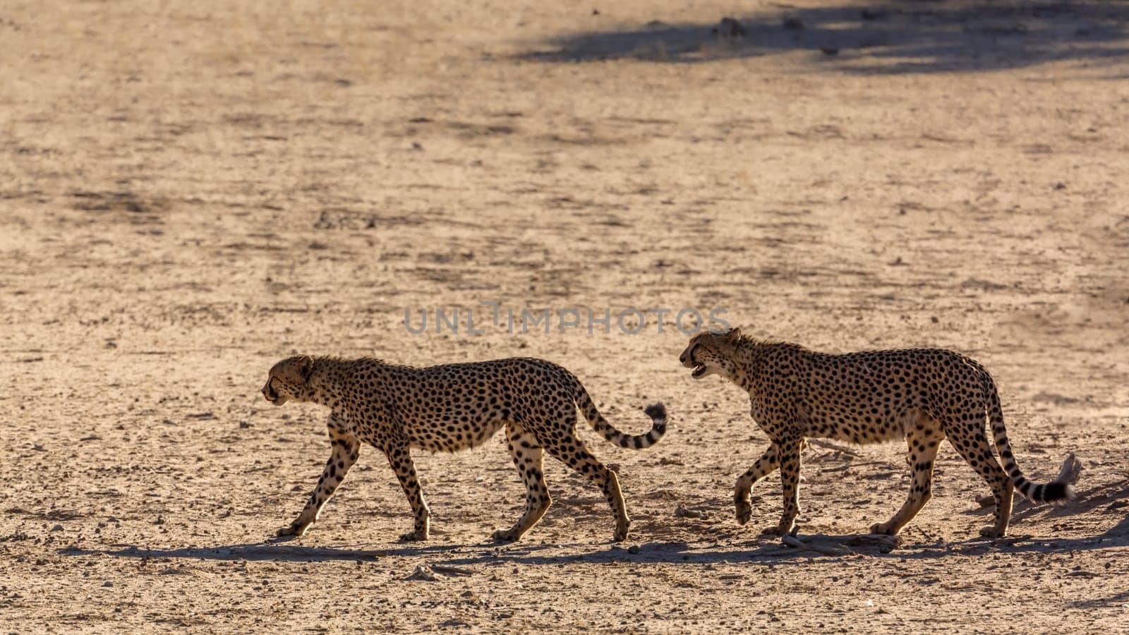 Cheetah couple walking on desert land in Kgalagadi transfrontier park, South Africa ; Specie Acinonyx jubatus family of Felidae