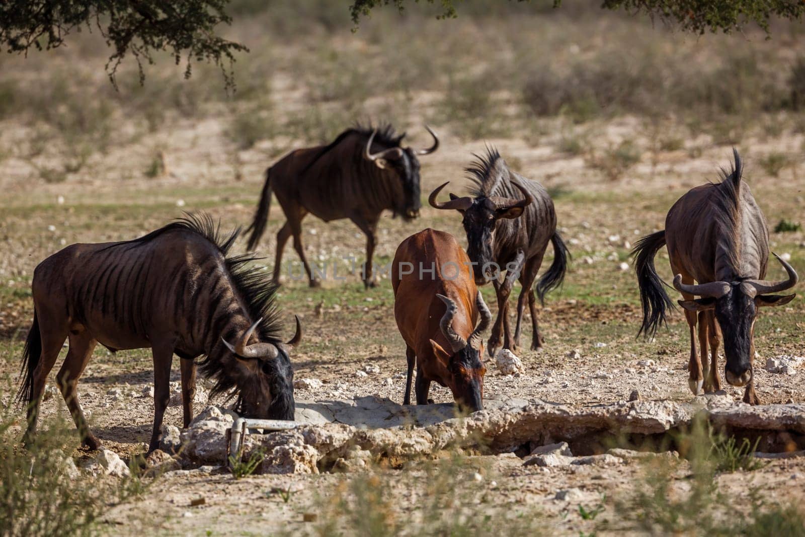 Blue wildebeest in Kgalagadi transfrontier park, South Africa by PACOCOMO