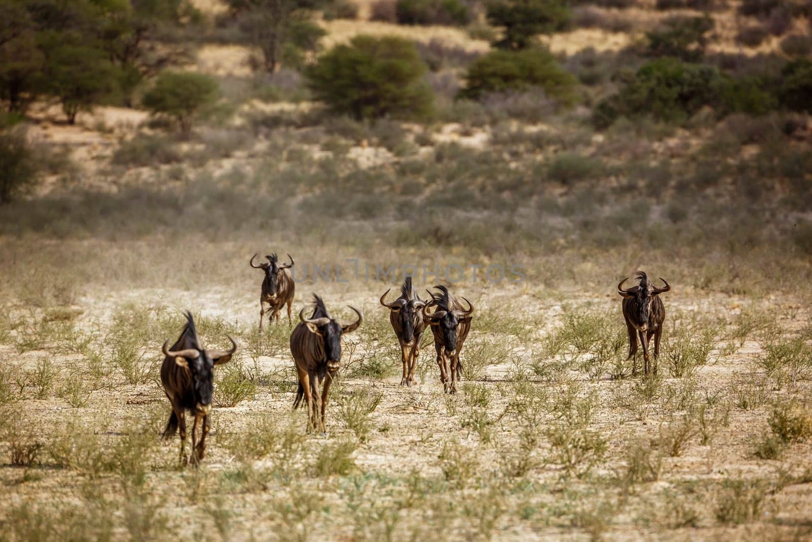 Blue wildebeest walking front view in savannah in Kgalagadi transfrontier park, South Africa ; Specie Connochaetes taurinus family of Bovidae