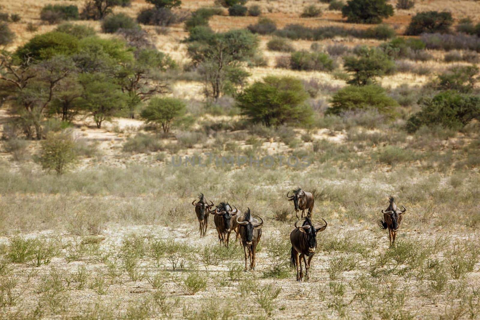 Blue wildebeest walking front view in savannah in Kgalagadi transfrontier park, South Africa ; Specie Connochaetes taurinus family of Bovidae