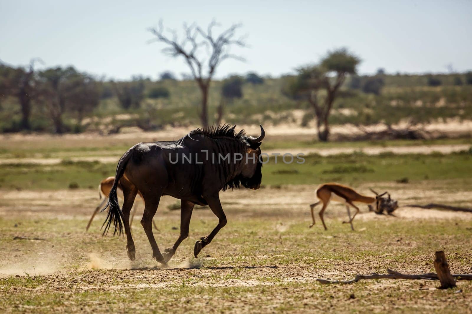 Blue wildebeest chasing impala in Kgalagadi transfrontier park, South Africa ; Specie Connochaetes taurinus family of Bovidae