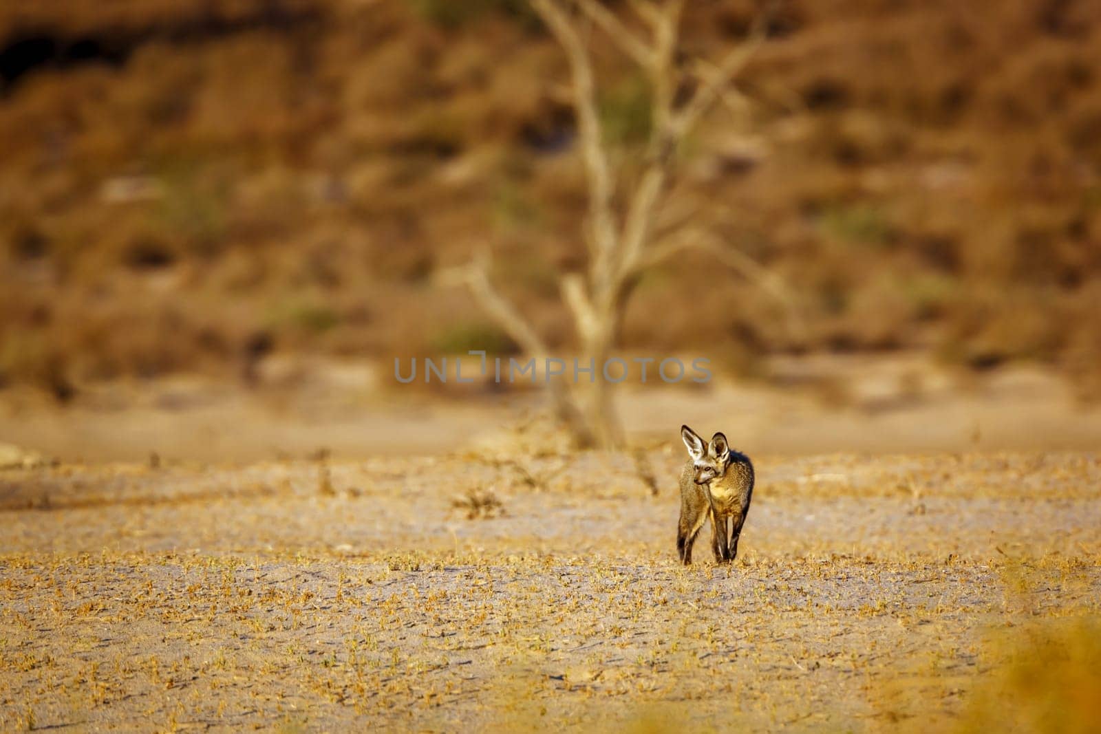 Bat eared fox in Kglalagadi transfrontier park, South Africa by PACOCOMO