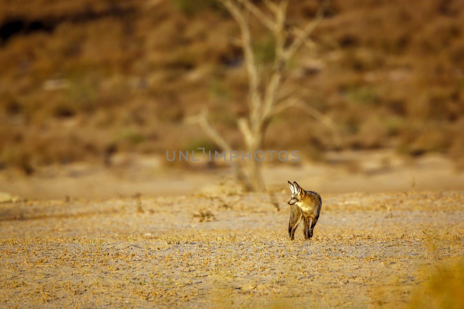 Bat-eared fox standing front view in dry land in Kgalagadi transfrontier park, South Africa; specie Otocyon megalotis family of Canidae 