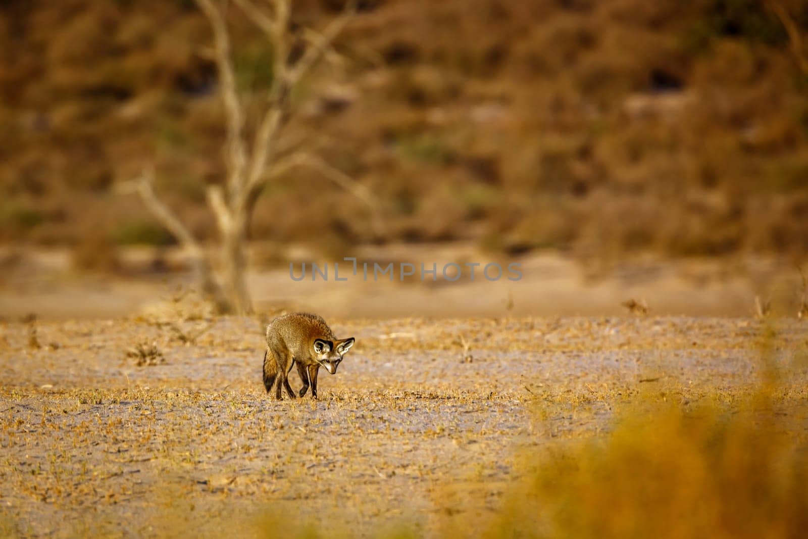 Bat-eared fox walking front view in dry land in Kgalagadi transfrontier park, South Africa; specie Otocyon megalotis family of Canidae