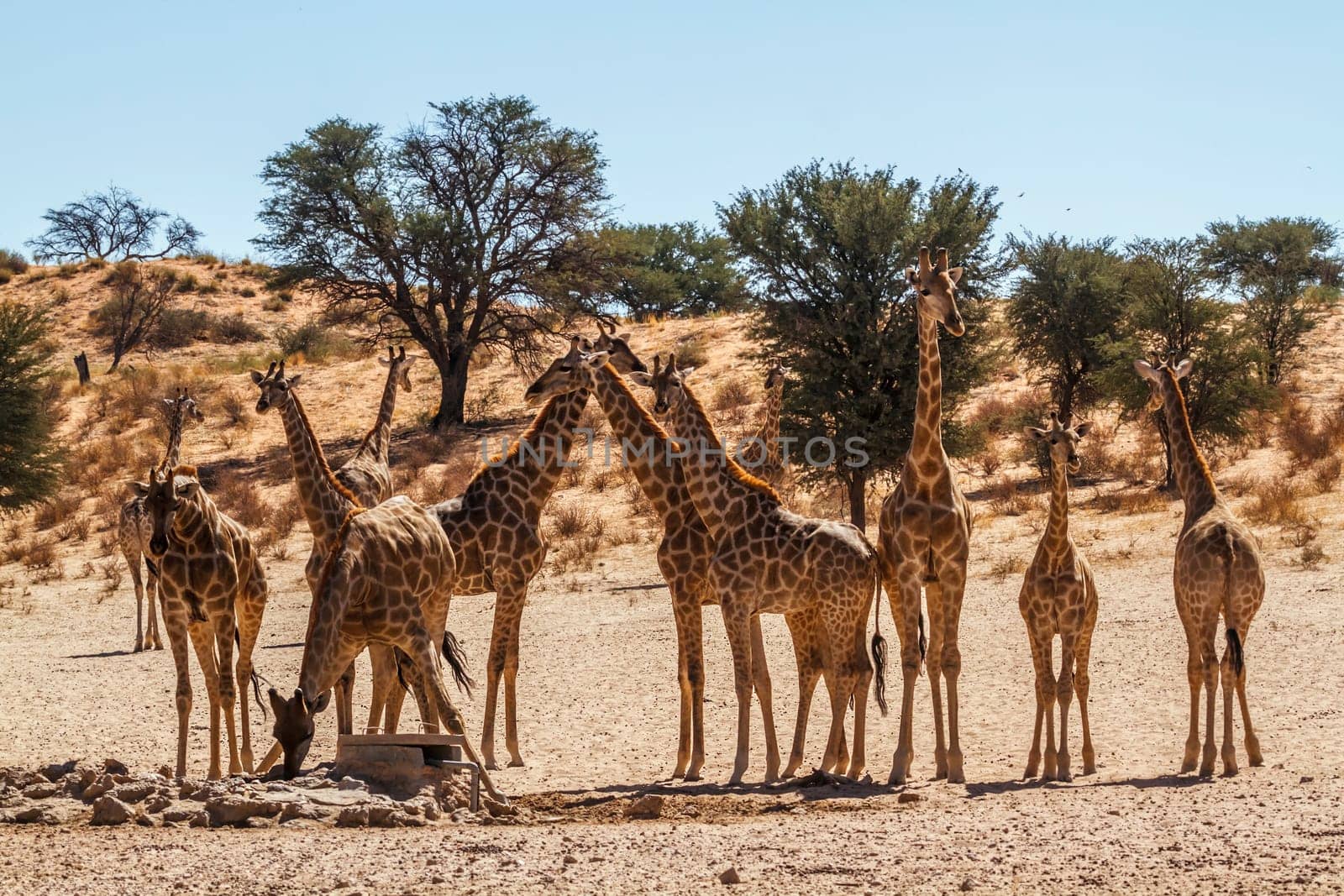 Giraffe in Kglalagadi transfrontier park, South Africa by PACOCOMO