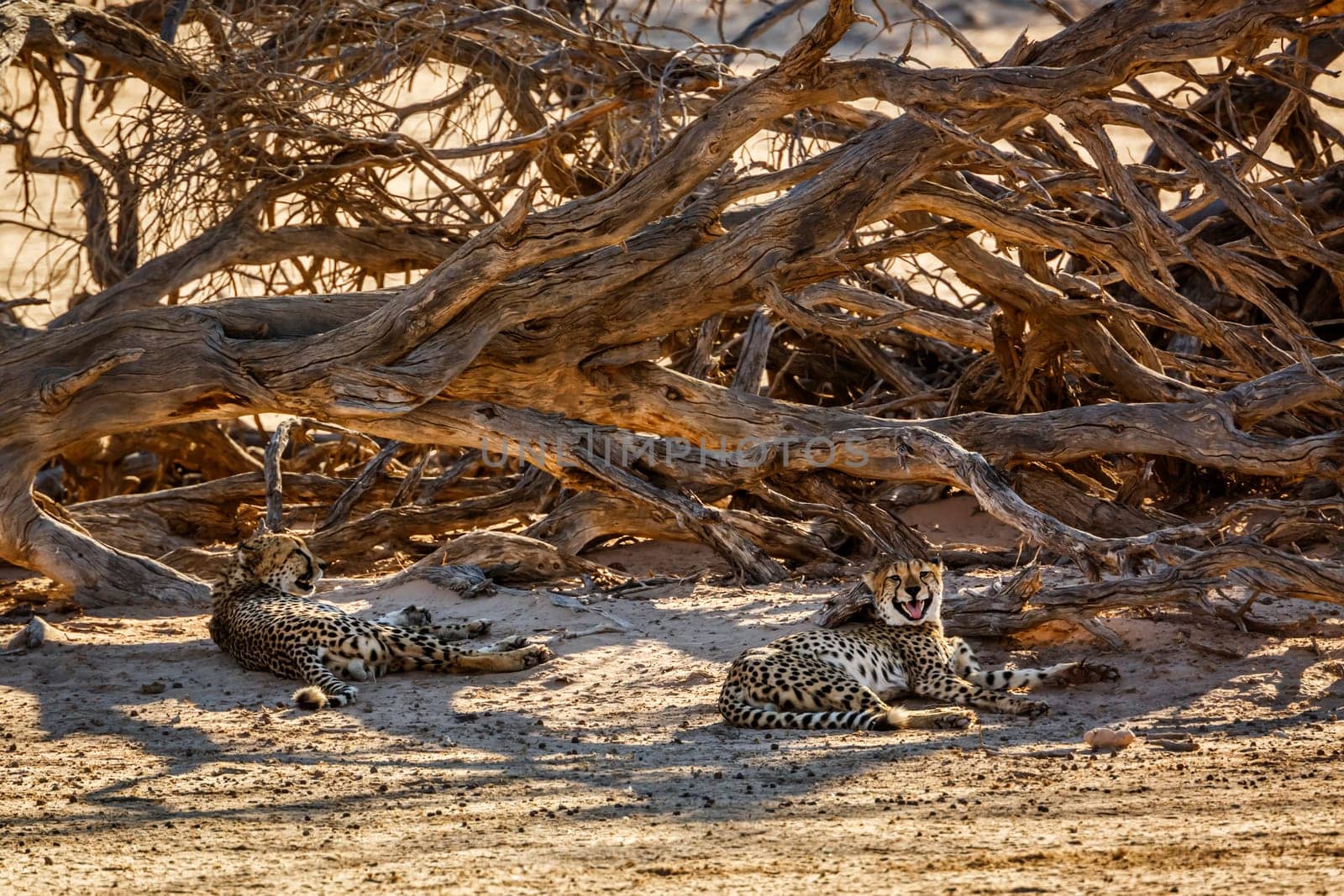 Couple of Cheetahs resting under dead tree shadow in Kgalagadi transfrontier park, South Africa ; Specie Acinonyx jubatus family of Felidae