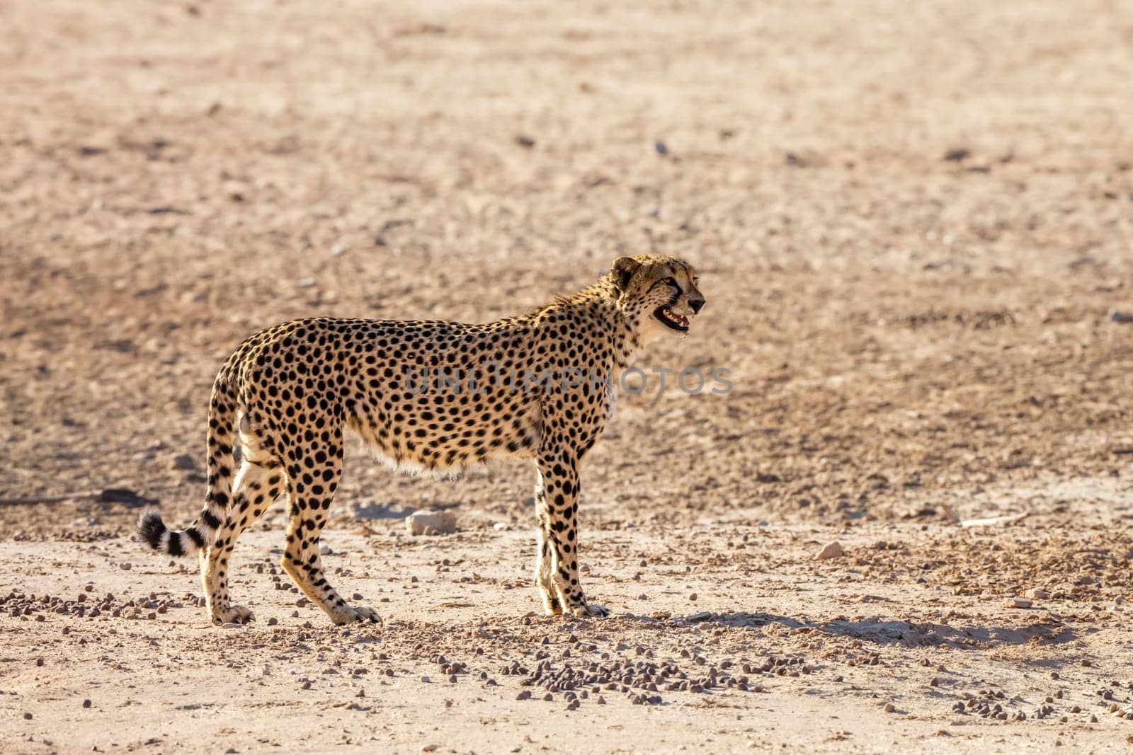 Cheetah standing proudly in desert land in Kgalagadi transfrontier park, South Africa ; Specie Acinonyx jubatus family of Felidae