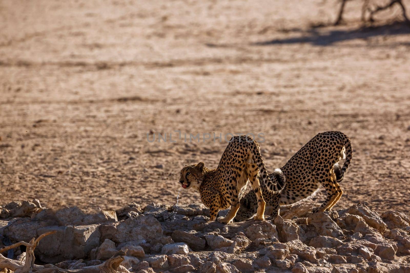 Couple of Cheetahs drinking at waterhole in Kgalagadi transfrontier park, South Africa ; Specie Acinonyx jubatus family of Felidae