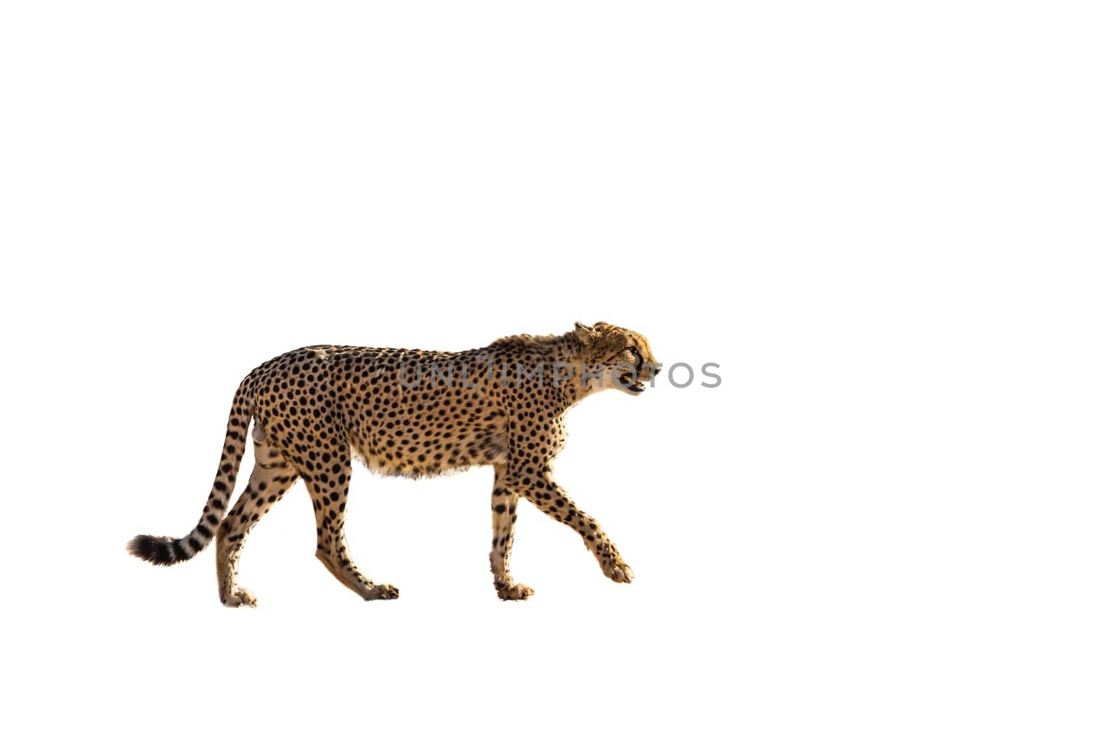 Cheetah walking side view in desert land in Kgalagadi transfrontier park, South Africa ; Specie Acinonyx jubatus family of Felidae