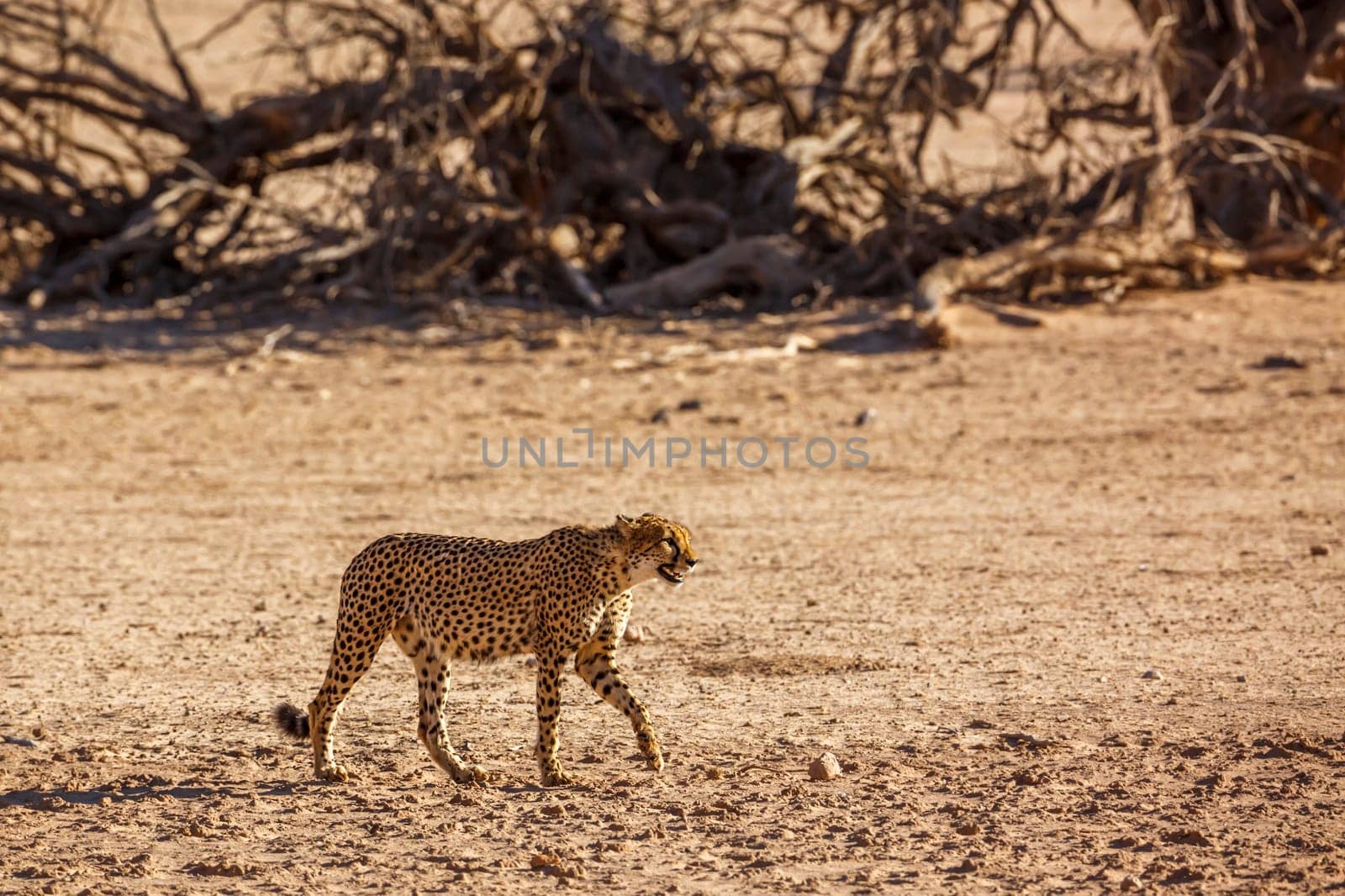 Lion in Kgalagadi transfrontier park, South Africa by PACOCOMO